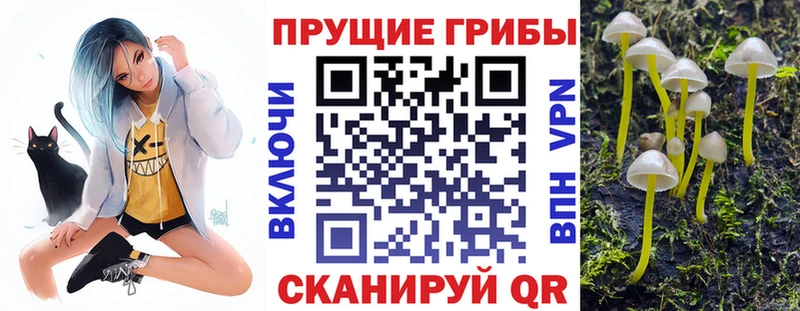 Псилоцибиновые грибы Psilocybe  Купить закладки  Любань 